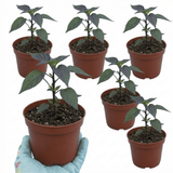 Set of 3 or 6 Large Plants - Grow Your Own Chilli Pepper Atomic, Garden Ready - Frankton's