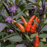 Set of 3 or 6 Large Plants - Grow Your Own Chilli Pepper Atomic, Garden Ready - Frankton's
