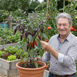 Set of 3 or 6 Large Plants - Grow Your Own Chilli Pepper Gusto Purple, Garden Ready - Frankton's