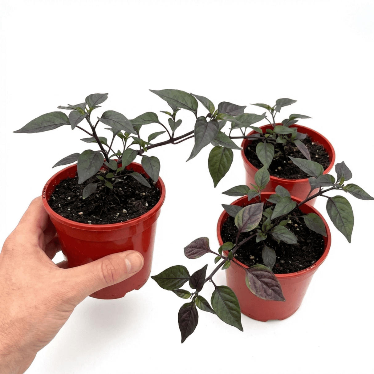 Set of 3 or 6 Large Plants - Grow Your Own Chilli Pepper Gusto Purple, Garden Ready - Frankton's