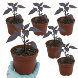 Set of 3 or 6 Large Plants - Grow Your Own Chilli Pepper Gusto Purple, Garden Ready - Frankton's