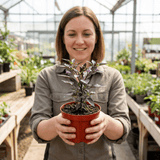 Set of 3 or 6 Large Plants - Grow Your Own Chilli Pepper Gusto Purple, Garden Ready - Frankton's