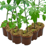 Set of 3 or 6 Large Plants - Grow Your Own Tomato Consuelo, Ready to Plant & Bear Fruits - Frankton's