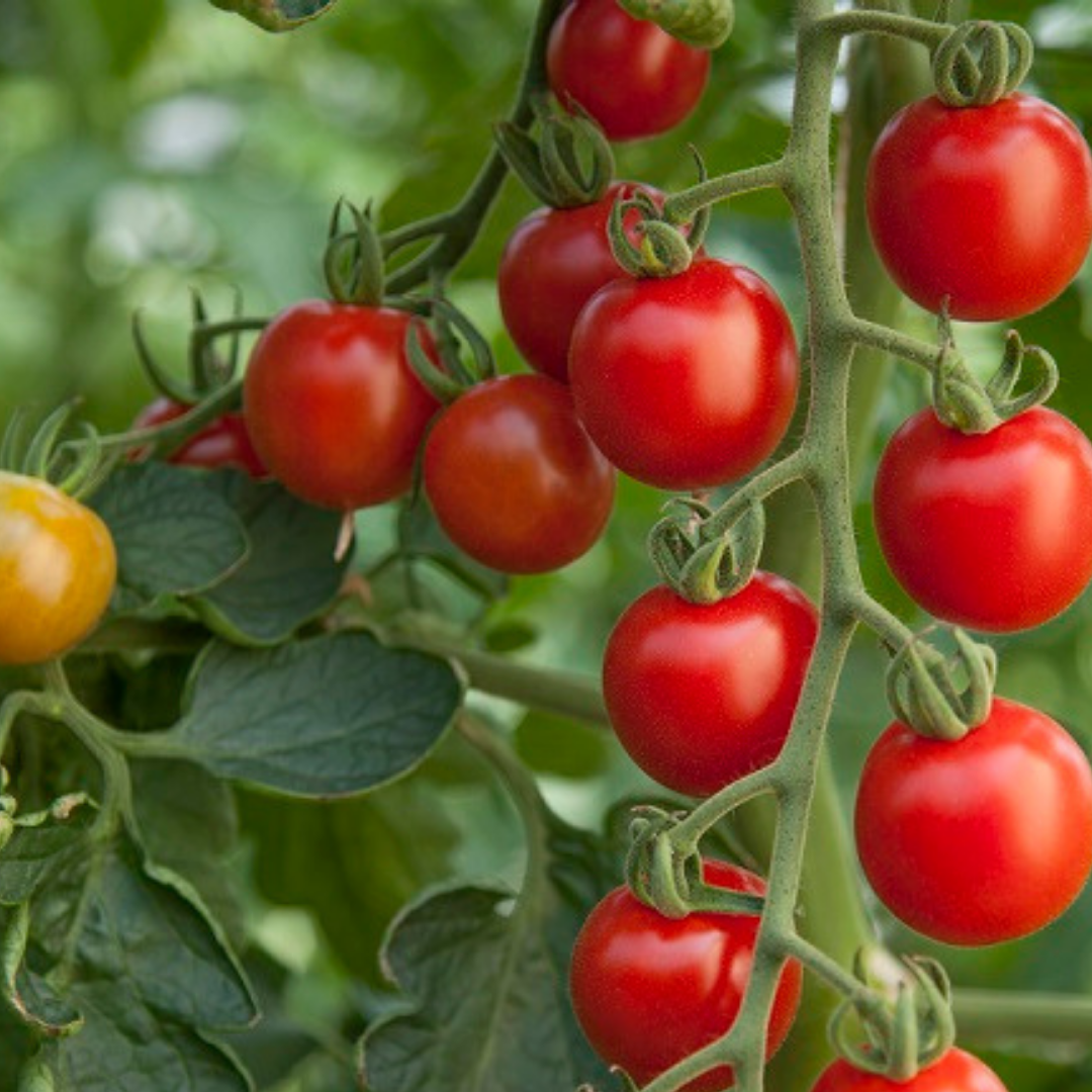 Set of 3 or 6 Large Plants - Grow Your Own Tomato Consuelo, Ready to Plant & Bear Fruits - Frankton's