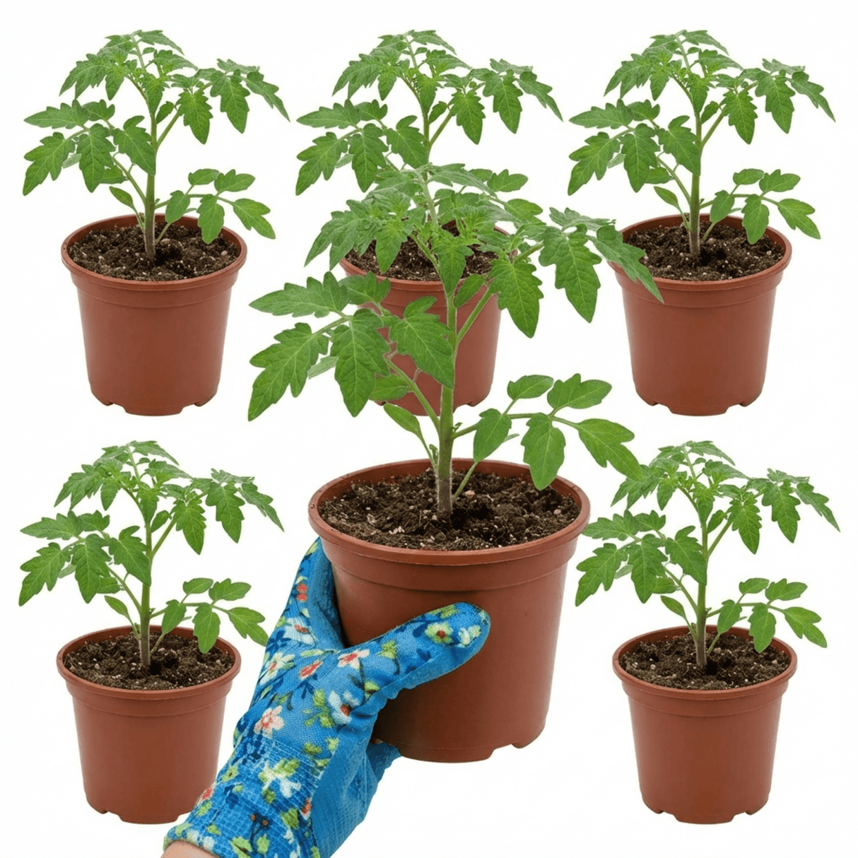 Set of 3 or 6 Large Plants - Growers Selection Cherry Tomato Patio Plants, Garden Ready - Frankton's