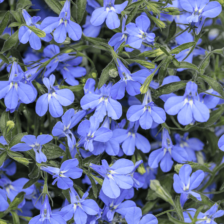 Set of 3 or 6 Large Plants - Lobelia Sweet Springs Blue, Ready to Plant in Your Garden - Frankton's