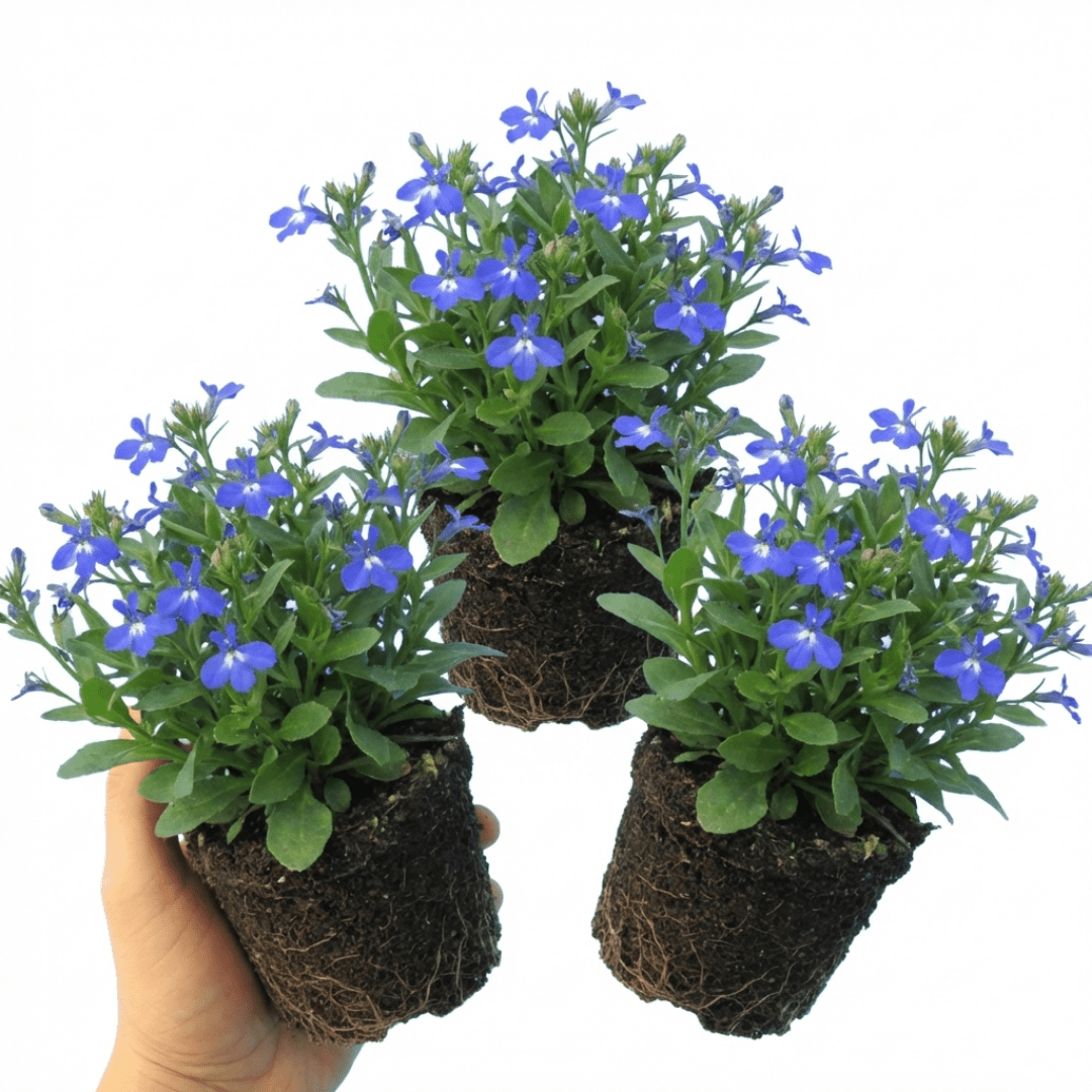 Set of 3 or 6 Large Plants - Lobelia Sweet Springs Blue, Ready to Plant in Your Garden - Frankton's