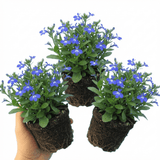 Set of 3 or 6 Large Plants - Lobelia Sweet Springs Blue, Ready to Plant in Your Garden - Frankton's