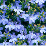 Set of 3 or 6 Large Plants - Lobelia Sweet Springs Blue, Ready to Plant in Your Garden - Frankton's