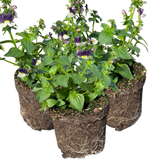 Set of 3 or 6 Large Plants - Nemesia Nuvo Blue Bicolour, Ready to Plant in Your Garden - Frankton's