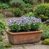Set of 3 or 6 Large Plants - Nemesia Nuvo Blue Bicolour, Ready to Plant in Your Garden - Frankton's