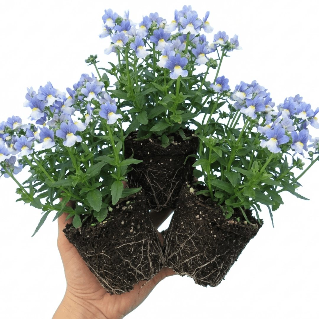 Set of 3 or 6 Large Plants - Nemesia Nuvo Blue, Ready to Plant in Your Garden - Frankton's