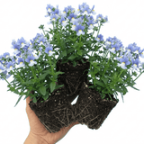 Set of 3 or 6 Large Plants - Nemesia Nuvo Blue, Ready to Plant in Your Garden - Frankton's