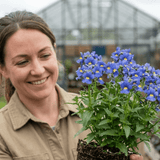 Set of 3 or 6 Large Plants - Nemesia Nuvo Blue, Ready to Plant in Your Garden - Frankton's