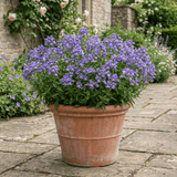 Set of 3 or 6 Large Plants - Nemesia Nuvo Blue, Ready to Plant in Your Garden - Frankton's