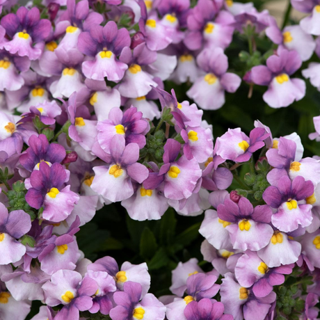Set of 3 or 6 Large Plants - Nemesia Nuvo Pink Bicolour, Ready to Plant in Your Garden - Frankton's