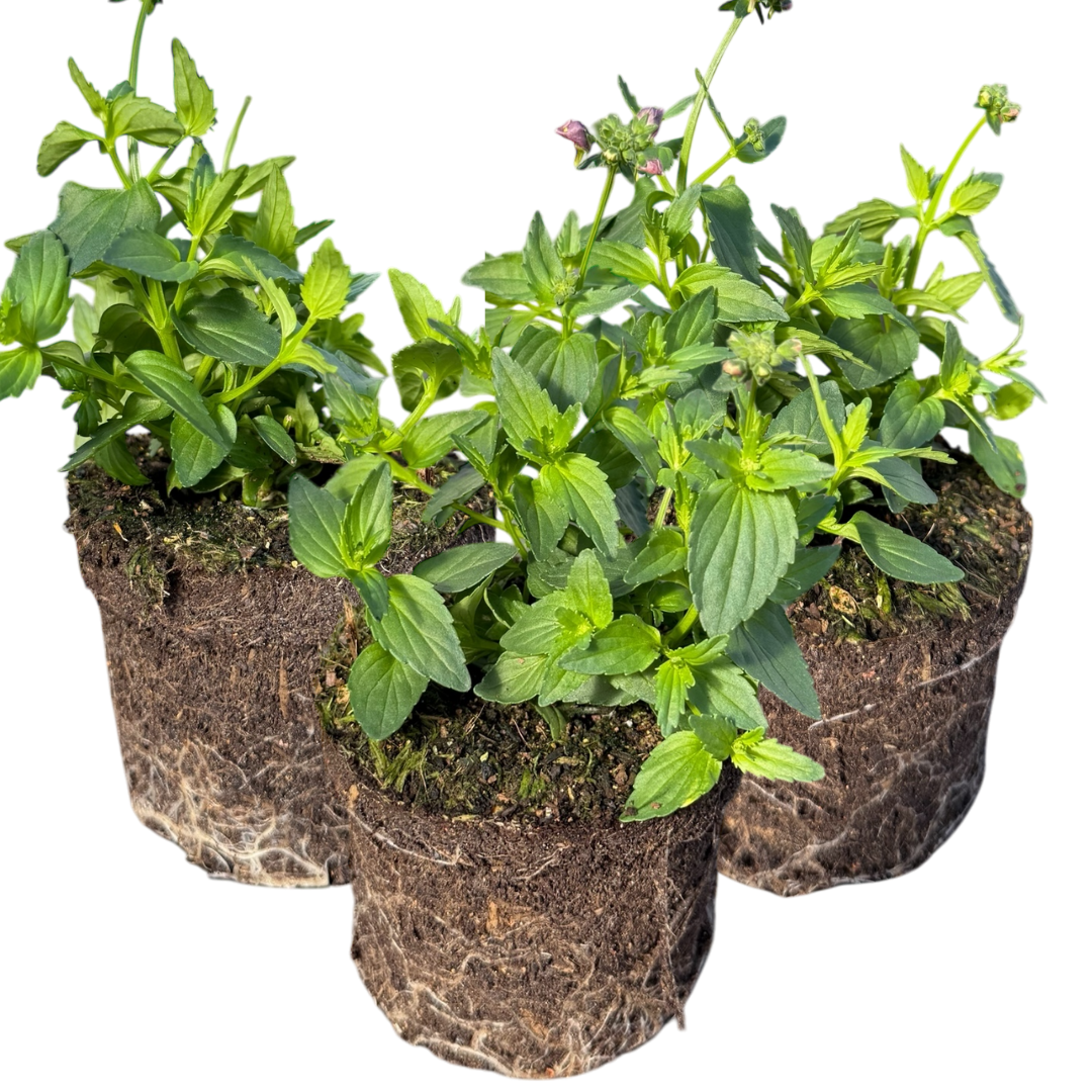Set of 3 or 6 Large Plants - Nemesia Nuvo Pink Bicolour, Ready to Plant in Your Garden - Frankton's