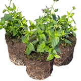 Set of 3 or 6 Large Plants - Nemesia Nuvo Pink Bicolour, Ready to Plant in Your Garden - Frankton's