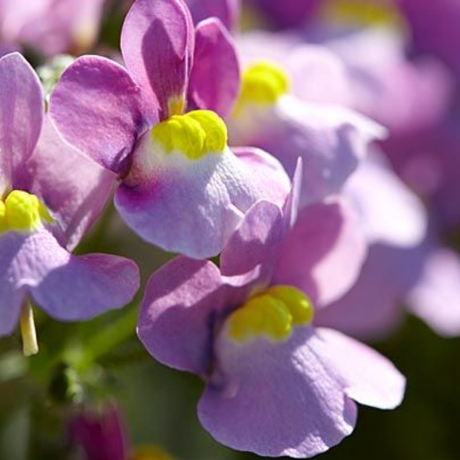 Set of 3 or 6 Large Plants - Nemesia Nuvo Pink Bicolour, Ready to Plant in Your Garden - Frankton's