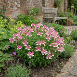 Set of 3 or 6 Large Plants - Nemesia Nuvo Pink Bicolour, Ready to Plant in Your Garden - Frankton's