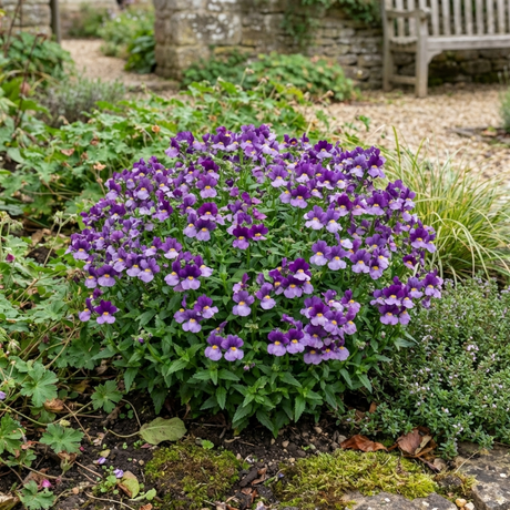 Set of 3 or 6 Large Plants - Nemesia Nuvo Purple Bicolour, Ready to Plant in Your Garden - Frankton's