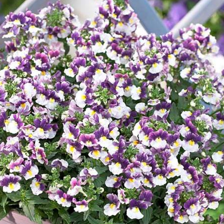 Set of 3 or 6 Large Plants - Nemesia Nuvo Purple Bicolour, Ready to Plant in Your Garden - Frankton's