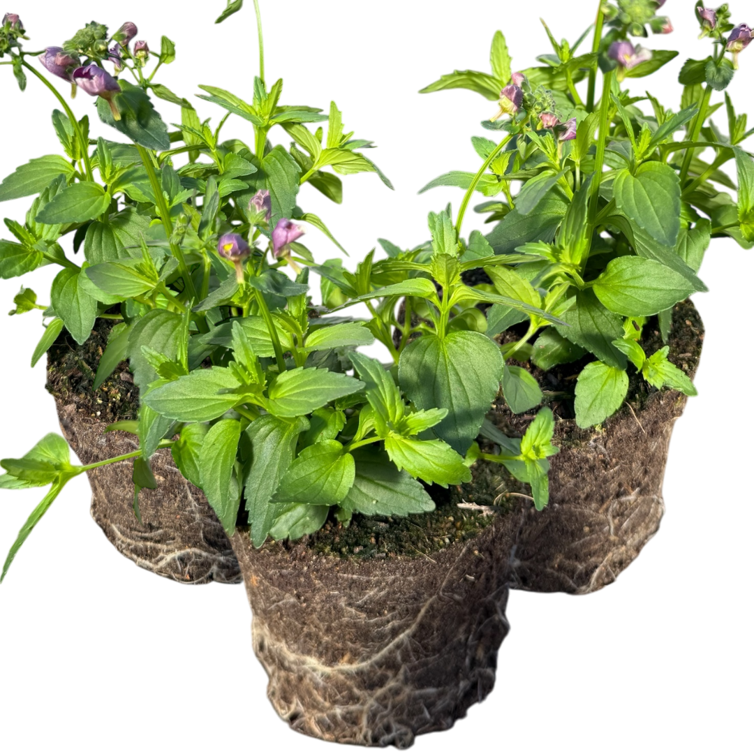 Set of 3 or 6 Large Plants - Nemesia Nuvo Purple Bicolour, Ready to Plant in Your Garden - Frankton's
