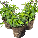 Set of 3 or 6 Large Plants - Nemesia Nuvo Purple Bicolour, Ready to Plant in Your Garden - Frankton's