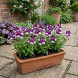 Set of 3 or 6 Large Plants - Nemesia Nuvo Purple Bicolour, Ready to Plant in Your Garden - Frankton's