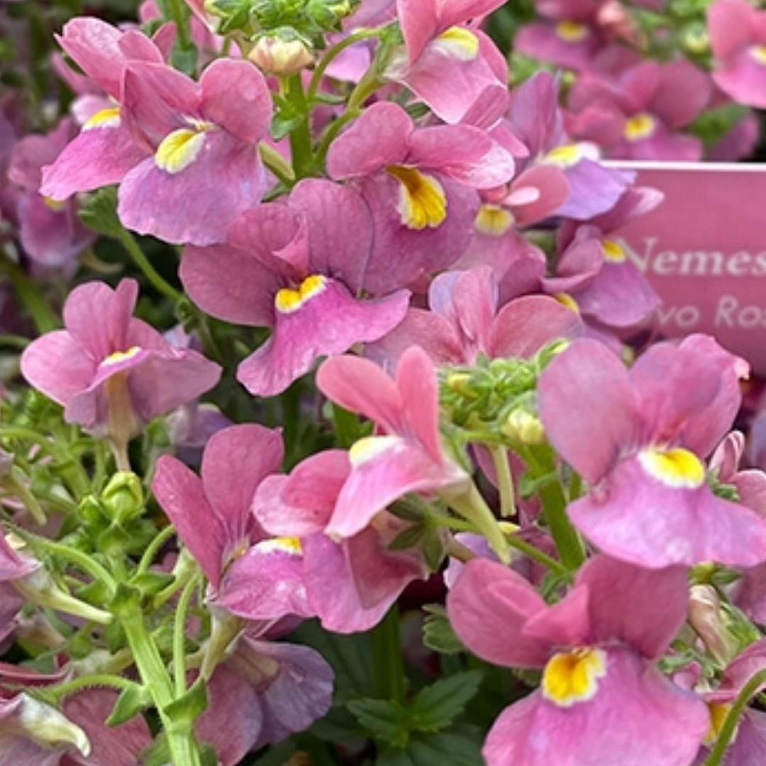 Set of 3 or 6 Large Plants - Nemesia Nuvo Rose, Ready to Plant in Your Garden - Frankton's