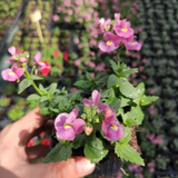 Set of 3 or 6 Large Plants - Nemesia Nuvo Rose, Ready to Plant in Your Garden - Frankton's