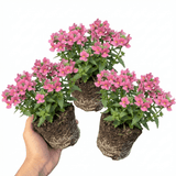 Set of 3 or 6 Large Plants - Nemesia Nuvo Rose, Ready to Plant in Your Garden - Frankton's