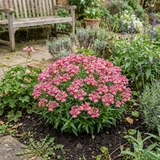Set of 3 or 6 Large Plants - Nemesia Nuvo Rose, Ready to Plant in Your Garden - Frankton's
