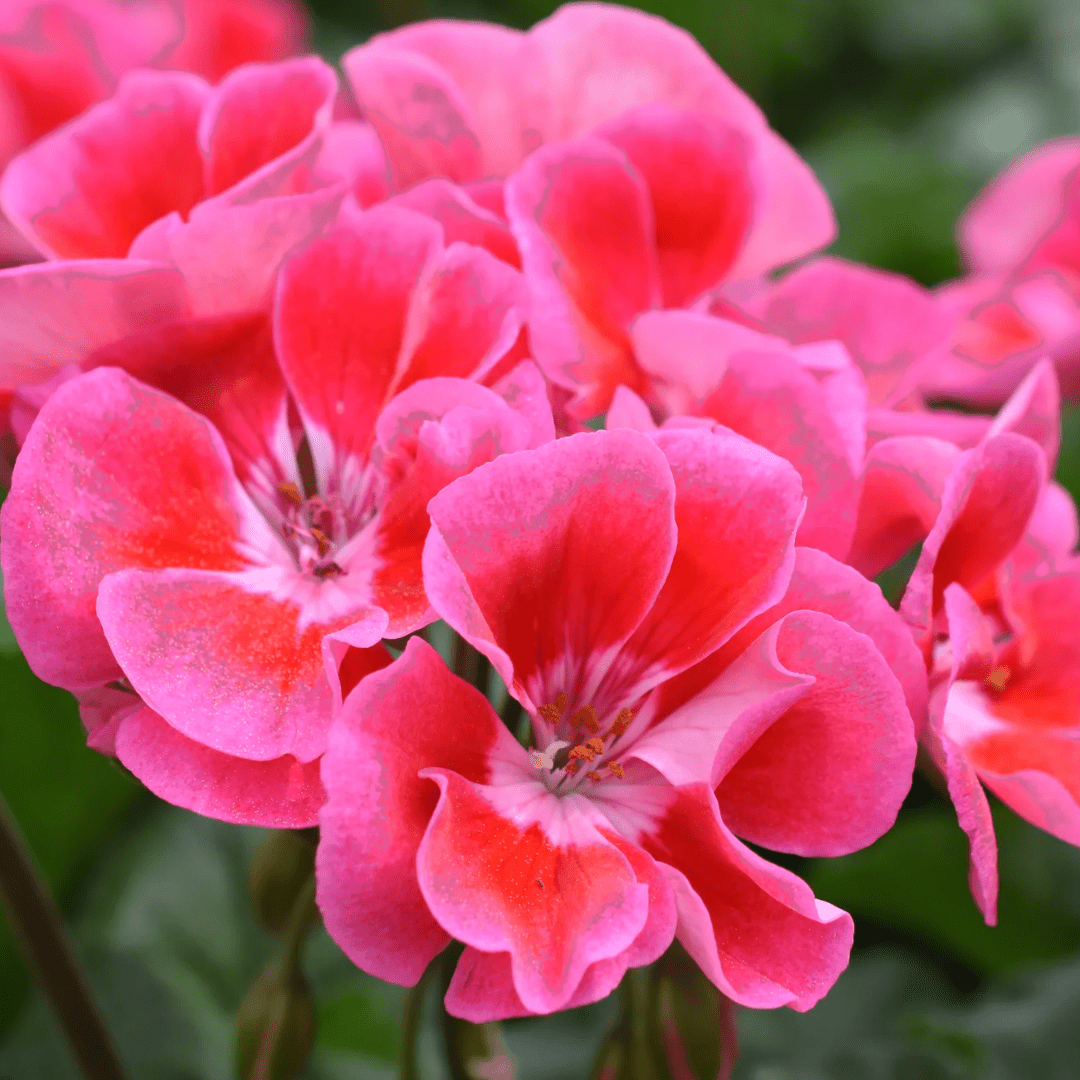 Set of 3 or 6 Large Plants - Pelargonium Toscana Castello Tammo / Smart Nina, Ready To Plant - Frankton's