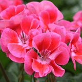 Set of 3 or 6 Large Plants - Pelargonium Toscana Castello Tammo / Smart Nina, Ready To Plant - Frankton's