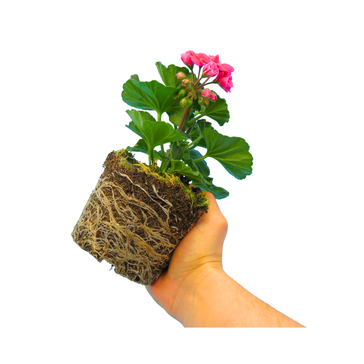 Set of 3 or 6 Large Plants - Pelargonium Toscana Castello Tammo / Smart Nina, Ready To Plant - Frankton's