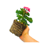 Set of 3 or 6 Large Plants - Pelargonium Toscana Castello Tammo / Smart Nina, Ready To Plant - Frankton's
