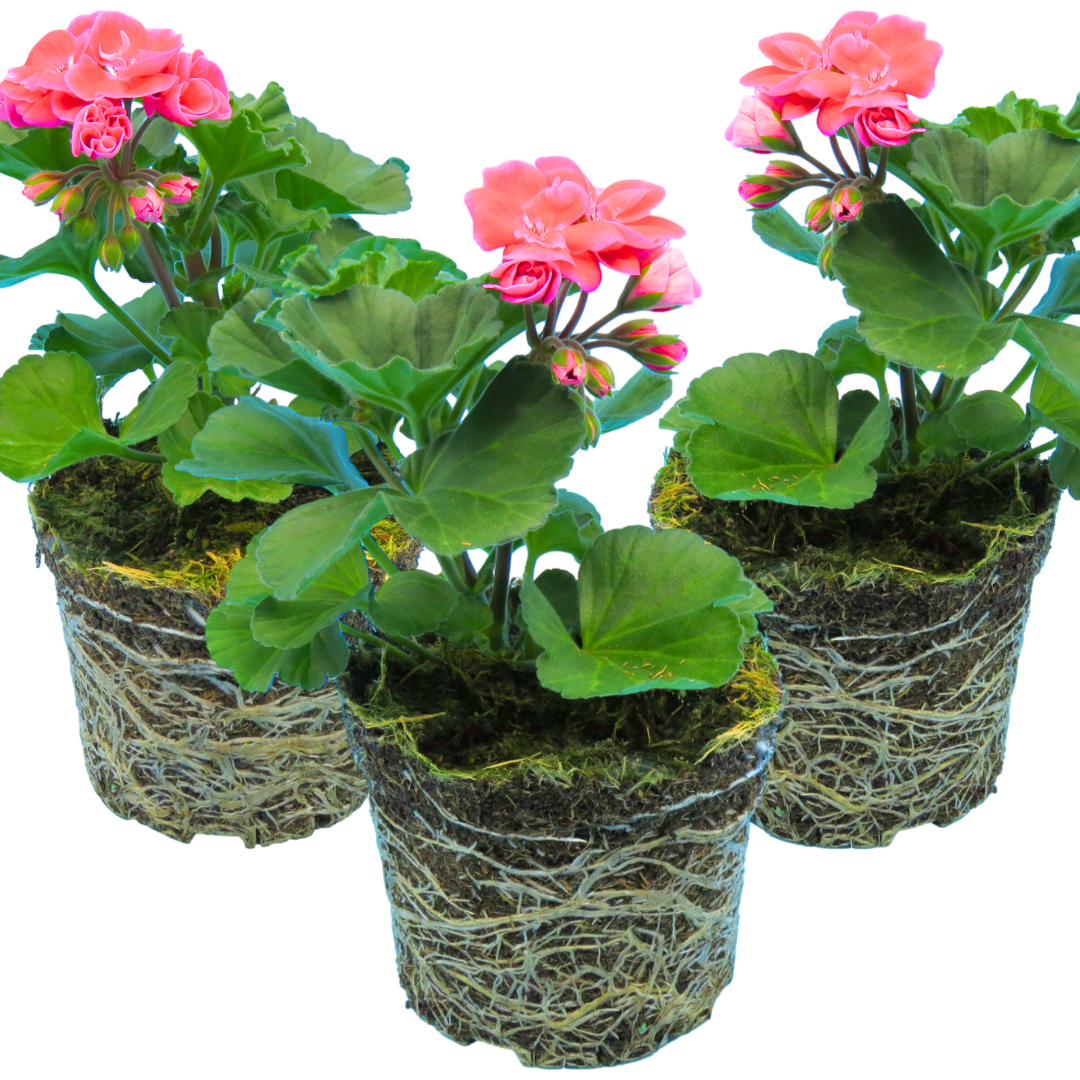Set of 3 or 6 Large Plants - Pelargonium Toscana Castello Tammo / Smart Nina, Ready To Plant - Frankton's