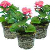 Set of 3 or 6 Large Plants - Pelargonium Toscana Castello Tammo / Smart Nina, Ready To Plant - Frankton's