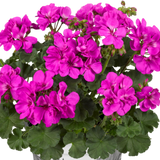 Set of 3 or 6 Large Plants - Pelargonium Toscana Dolce Vita Evi Blue, Ready to Plant - Frankton's