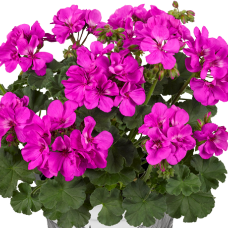 Set of 3 or 6 Large Plants - Pelargonium Toscana Dolce Vita Evi Blue, Ready to Plant - Frankton's
