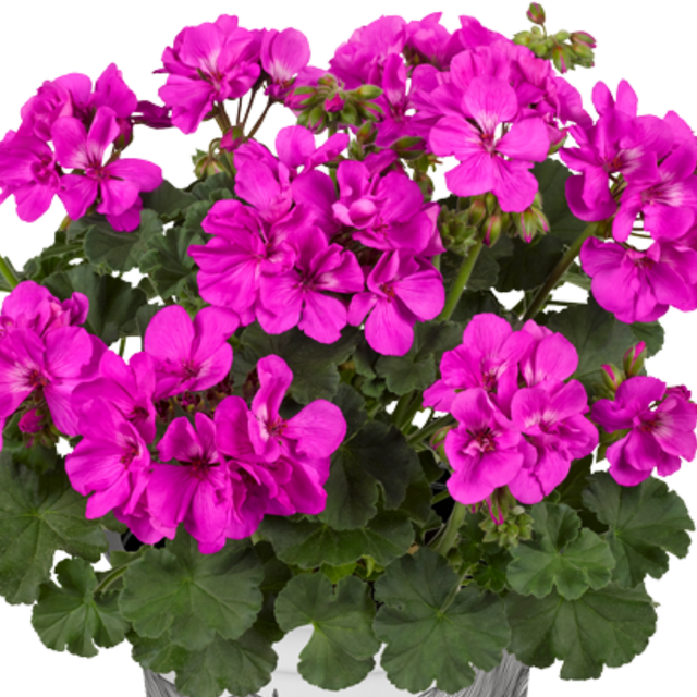 Set of 3 or 6 Large Plants - Pelargonium Toscana Dolce Vita Evi Blue, Ready to Plant - Frankton's