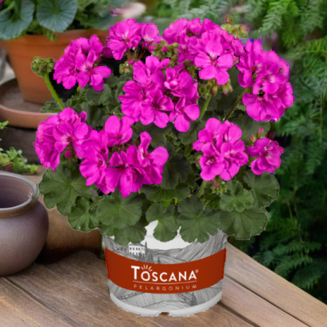 Set of 3 or 6 Large Plants - Pelargonium Toscana Dolce Vita Evi Blue, Ready to Plant - Frankton's