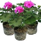 Set of 3 or 6 Large Plants - Pelargonium Toscana Dolce Vita Evi Blue, Ready to Plant - Frankton's