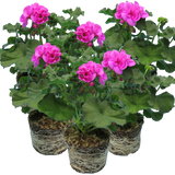 Set of 3 or 6 Large Plants - Pelargonium Toscana Dolce Vita Evi Blue, Ready to Plant - Frankton's