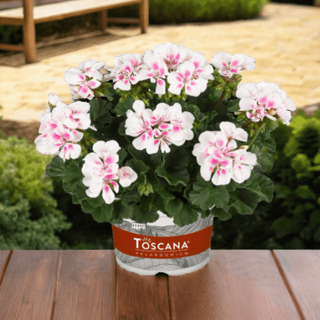 Set of 3 or 6 Large Plants - Pelargonium Toscana Dolce Vita Stella, Ready to Plant in Garden - Frankton's