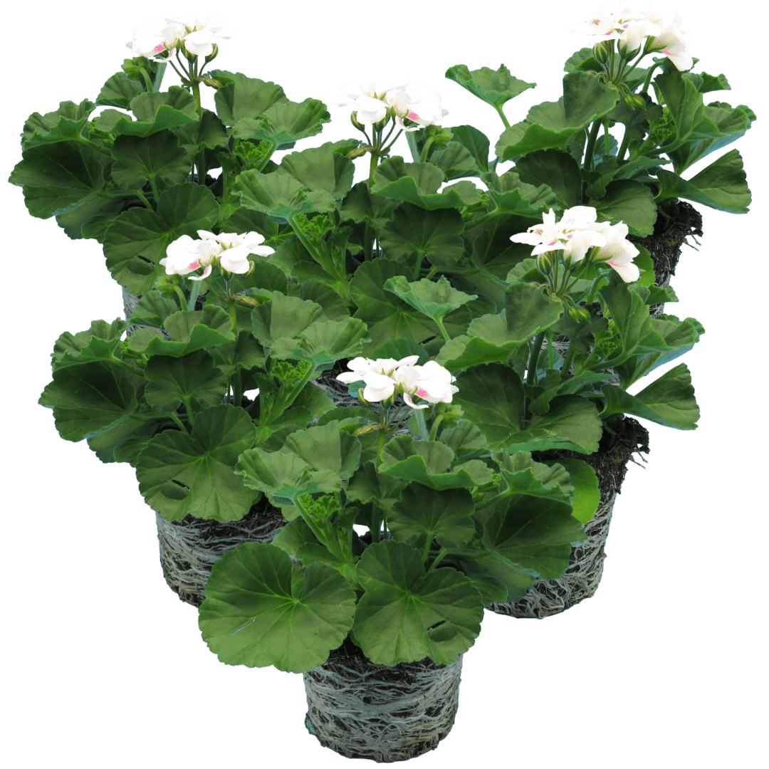 Set of 3 or 6 Large Plants - Pelargonium Toscana Dolce Vita Stella, Ready to Plant in Garden - Frankton's