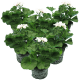 Set of 3 or 6 Large Plants - Pelargonium Toscana Dolce Vita Stella, Ready to Plant in Garden - Frankton's