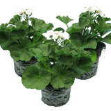Set of 3 or 6 Large Plants - Pelargonium Toscana Dolce Vita Stella, Ready to Plant in Garden - Frankton's