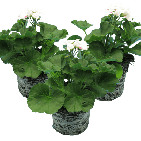 Set of 3 or 6 Large Plants - Pelargonium Toscana Dolce Vita Stella, Ready to Plant in Garden - Frankton's